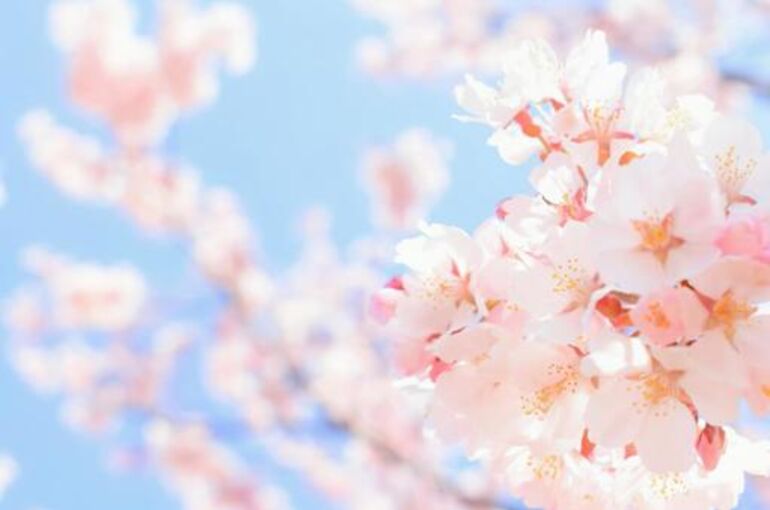 sakura