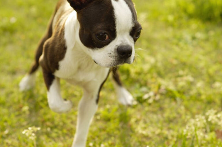 GP109_L